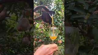 OMG #fruit_world Farm fresh ninja fruit | Best Oddly satisfying fruit cutting and relaxing | #funny