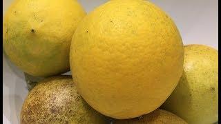 WORLDS BEST MEYER LEMON JELLY RECIPE/ HOME MADE JELLY MADE EASY/CHERYLS HOME COOKING/EPISODE 683