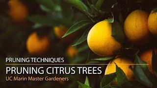 Pruning Citrus Trees: Lemons, Limes, Oranges and More