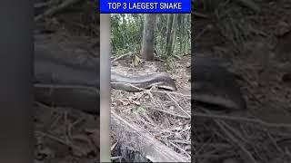 Top 3 Largest snake ever found on earth @mr indian Hacker @crazy XYZ #shorts #facts #snake