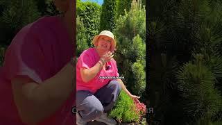 Камнеломка Арендса