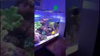 Reef Tank ( BY HAND ONLY)