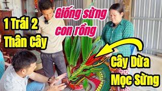 Đây có phải là cây dừa ĐỘC LẠ 1 trái 2 cây được cho là giống CẶP SỪNG của rồng