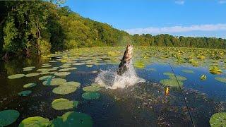 Snakehead FEEDING FRENZY! TAGGED Snakehead, Behemoth Snakehead, and Craziest Bite I've Ever Seen