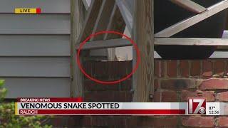 CBS 17 reporter spots cobra on Raleigh home's porch