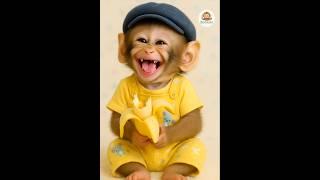 baby monkey eating banana 