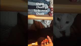 Chodź Chodź Tu do mnie Chodź #Cat #CatAmber #Amber #kitten #catlovers #kitt