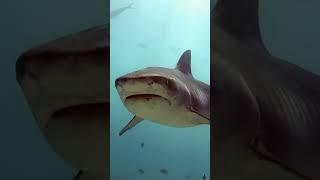 Tiger shark face #shorts #shortsvideo #sharks