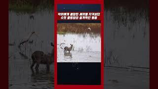 악어에게 붙잡힌 새끼를 지켜보던 영양의 충격적인 행동 #악어 #영양