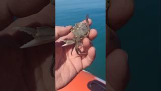 Самый необычный краб. рыбалка в Сочи. Рыбалка на чёрном море.