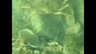 Diving in Slovenian sea (sea spider)