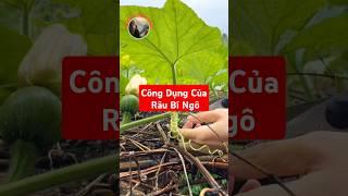 Bạn biết công dụng tuyệt vời của Râu Bí Ngô chưa?