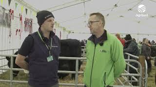 Irish Angus Cattle Society on why the breed has proved so popular for dairy farmers #ploughing2023