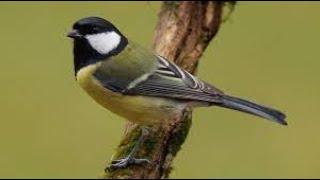 Reclamo de CARBONERO COMÚN  (Parus major) #18