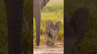 The Unsteady Steps of a Baby Elephant