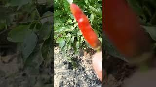 chilli farming… ️ #chilli #chillifarming #மிளகாய் #வீட்டுத்தோட்டம் #organic #farming #shortsvideo