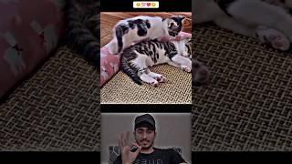 Sunwin | Link tải sunwin Respect animals ️#Ep_22
