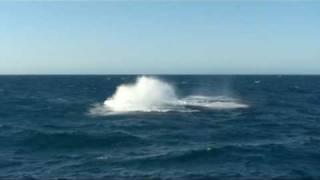 Hervey Bay Whale Watching - Double Breach