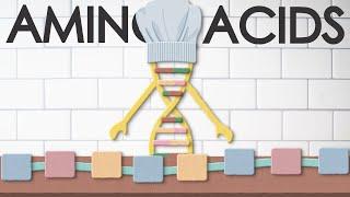 Amino acids: types, structure and function