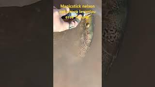 Magickstick Nelson Nakamura #tucunare #pesca #peixe #pescaesportiva