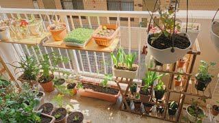 Trang trí vườn ban công  ~ Balcony garden makeover | Plant Diary