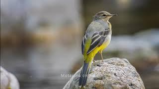 Birds of mountain rivers - Motacilla cinerea