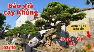 Báo giá cây cảnh khủng giá rẻ, Giá công khai | Cây thật giá trị thật Nhà vườn cây cảnh Thành Nam