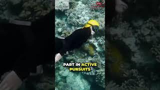 Uncovering the Insane Beauty of the Maldives.What You Didn t Know? #shorts #short #shortvideo
