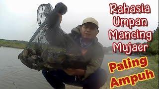 Rahasia Umpan  Paling Ampuh untuk Mancing Mujair di Tambak .