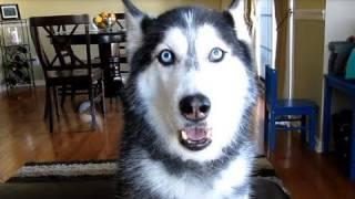 THIS SIBERIAN HUSKY DOG CAN ACTUALLY TALK!!!