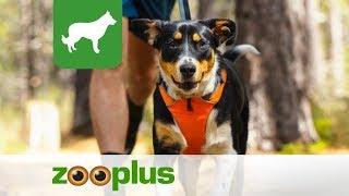 Ruffwear for dog | Be In The Mile | zooplus.co.uk