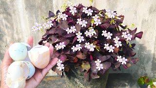 Growing moth flowers with duck eggshells