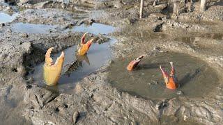 Catching Huge Mud Crabs In Swamp after Water Low Tide