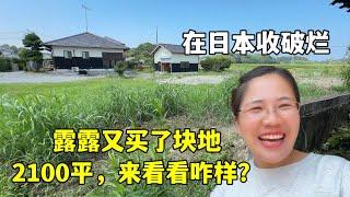 露露在日本收破爛，又買了塊地皮2100平，大傢伙看看值多少錢？