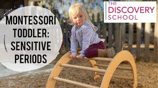 Montessori Toddler: Sensitive Periods