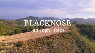 Blacknose wines and olive oil: born in the wild north of Ibiza