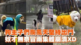 狗主子們颱風天堅持出門　奴才無奈冒雨集體崩潰｜康芮颱風｜寵物動物｜汪星人