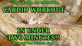 An Effective CARDIO Workout IN UNDER 2 MINUTES!! By Lucy the Fennec Fox