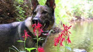 FARMINGTON RIVER VLOG - "MAE FLY" German Shepherd FLY FISHING