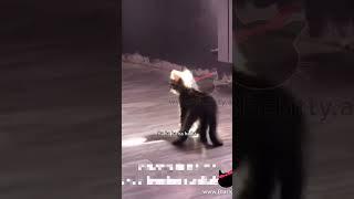 Cat Comedy Remix - Ep. 66