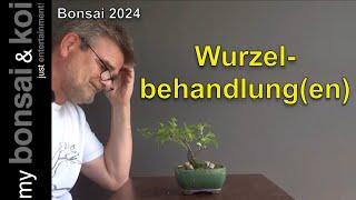 Bonsai 2024-46 - Wurzelbehandlung(en)