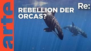 Aufstand der Orcas? | ARTE Re: