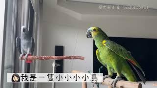 灰鸚鵡學唱我是一隻小小鳥，但沒天份 @大麻小花 twistedbirds | 灰鸚鵡&亞馬遜鸚鵡 | talkative grey parrot in Mandarin Chinese