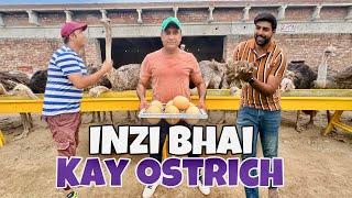 inzi Bhai Kay Ostrich | Pakistan Ostrich Farm | Oye Bhatti