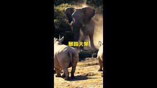 大象發怒#解說版動物世界 #內容啟發搜索