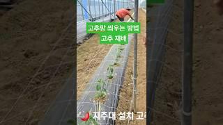 고추 재배 하우스 고추 고추망. 씌우기 충북 괴산 #shorts