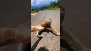 Touching Moment: Sloth Mother Expresses Gratitude to Rescuer!#animals #foryou #shortvideo #shorts