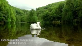 Swan Lake CC-BY NatureClip (FREE stock footage)