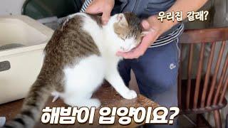다 키워놨더니 처음 본 사람 따라가겠다는 고양이... 섭섭하네