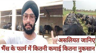 भैंस के फार्म में कितनी कमाई, नुकसान है।buffalo farm business ।profit,loss, investment buffalo farm।